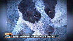 Animali maltrattati, ad Agrigento l'ultimo caso