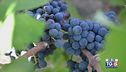 Gusto di Vino: la cultura del vino