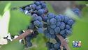 Gusto di Vino: la cultura del vino