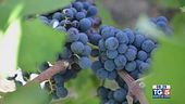 Gusto di Vino: la cultura del vino