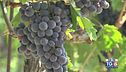 Gusto DiVino: un Sangiovese marchigiano