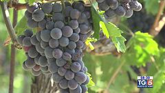 Gusto DiVino: un Sangiovese marchigiano