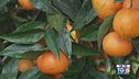 Gusto Verde - Le clementine di Corigliano-Rossano
