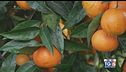 Gusto Verde - Le clementine di Corigliano-Rossano