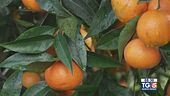 Gusto Verde - Le clementine di Corigliano-Rossano