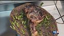 Gusto: maialino al mirto