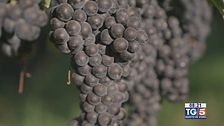 Gusto di Vino - Vendemmie notturne