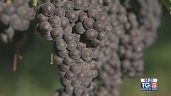 Gusto di Vino - Vendemmie notturne