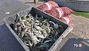 Salviamo le vongole dal vorace granchio
