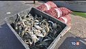 Salviamo le vongole dal vorace granchio