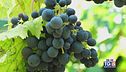 Gusto di Vino: la vendemmia