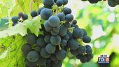 Gusto di Vino: la vendemmia
