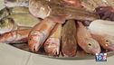 Gusto Verde - La pesca sostenibile