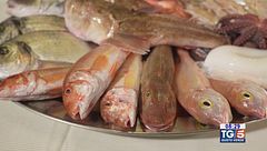 Gusto Verde - La pesca sostenibile