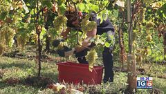 Gusto Di Vino: il prosecco