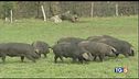 Proteggere gli animali