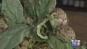 I carciofi di Paestum