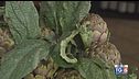 I carciofi di Paestum
