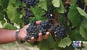Gusto DiVino: Il matrimonio tra Montepulciano e Sangiovese
