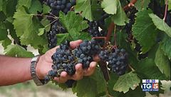 Gusto DiVino: Il matrimonio tra Montepulciano e Sangiovese