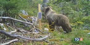 "Ucciso con crudeltà" Fugatti a processo
