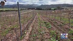 Gusto di Vino: il Vermentino di Gallura