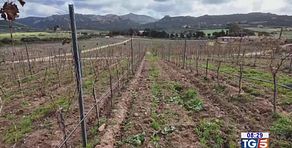 Gusto di Vino: il Vermentino di Gallura