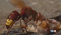 Vespa orientalis, allarme invasione