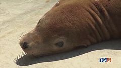 Saylor liberato torna a nuotare!