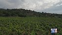 Gusto di Vino: la viticoltura etnea