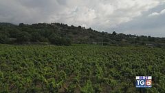 Gusto di Vino: la viticoltura etnea