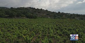 Gusto di Vino: la viticoltura etnea