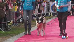 Adottare un cane un gesto d'amore