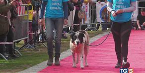 Adottare un cane un gesto d'amore