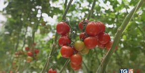 La migliore resta la dieta mediterranea