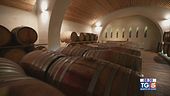 Gusto di Vino: la coltivazione dei vigneti