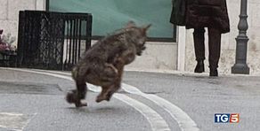 Un lupo al mercato allarme allevatori