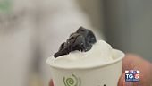 Gusto Verde: il festival del gelato
