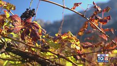 Gusto DiVino: l'Enantio