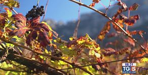 Gusto DiVino: l'Enantio