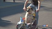 E con le cargo bike un trasporto sostenibile