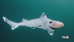 La caccia agli squali per un olio di bellezza