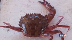 Ma ci mancava solo il granchio rosso