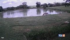 Rimini, è allarme lupi "Viviamo nel terrore"