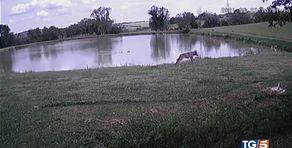 Rimini, è allarme lupi "Viviamo nel terrore"