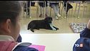 A scuola di emozioni con il cane in classe