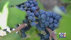 Gusto di Vino: l'olio e il vino