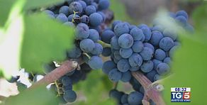 Gusto di Vino: l'olio e il vino