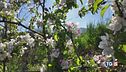 Pioggia, vento e meleti in fiore