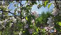 Pioggia, vento e meleti in fiore